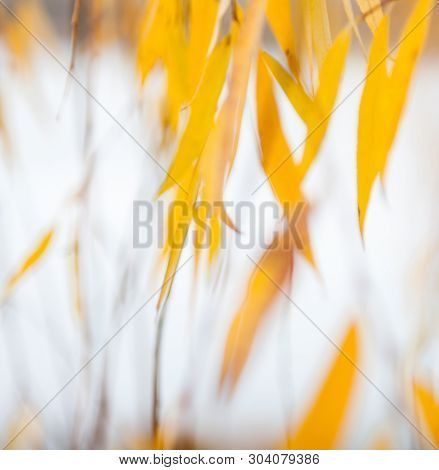 Yellow Leaves Of The Weeping Willow In The Autumn Day. Golden Foliage.