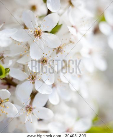 Cherry Tree Flowers In The Spring Garden. Spring Blossom. Close-up.