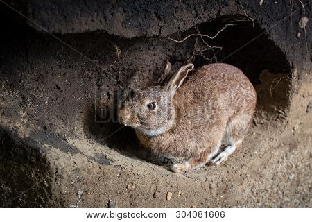 Scene of a wild rabbit in a burrow. Oryctolagus cuniculus