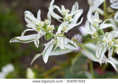 Euphorbia Marginata (snow-on-the-mountain, Smoke-on-the-prairie, Variegated Spurge, Whitemargined Sp