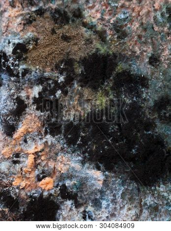 Mouldy (moldy) Bread. Bread With Mold (must, Mustiness, Mildew). Close-up.