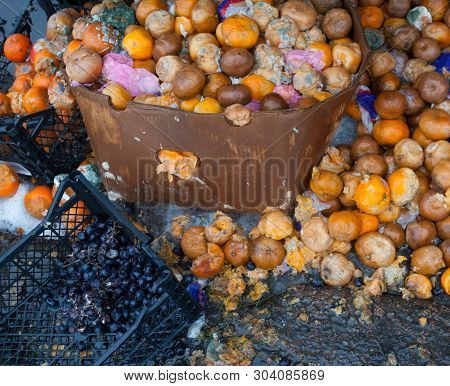 Rotten Mandarin Oranges On The Landfill. Spoilt Citrus Products. Rotten Tropical Fruit. Pile Of Garb