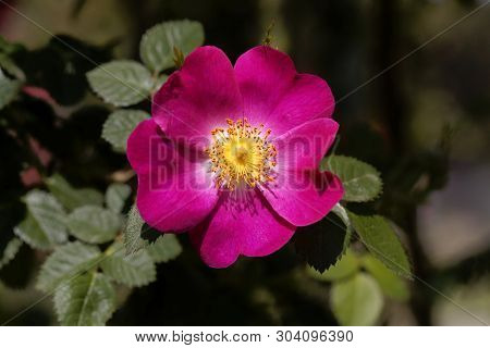 Flower Of A Merrilies Rose