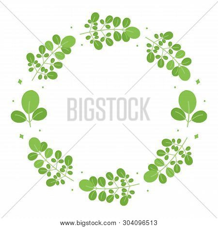 Asian Superfood Moringa Oleifera Leaves Vector Round Frame Isolated On White Background.