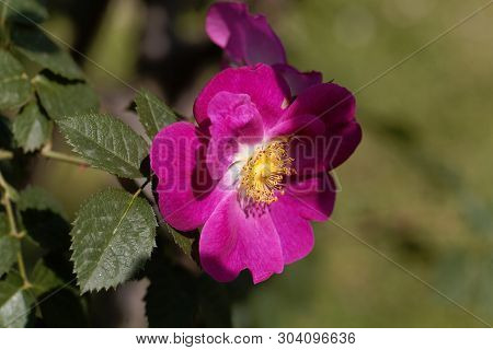 Flower Of A Merrilies Rose
