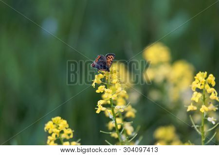 Small Coper Butterfly, Lycaena Phlaeas, On A Yellow Flower.