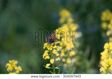 Small Coper Butterfly, Lycaena Phlaeas, On A Yellow Flower.