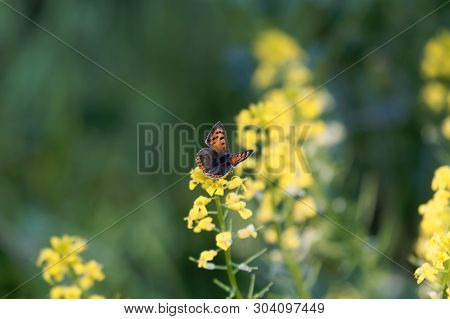 Small Coper Butterfly, Lycaena Phlaeas, On A Yellow Flower.