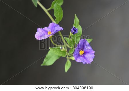Blue Potato Bush - Latin Name - Lycianthes Rantonnetii