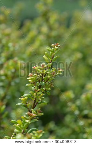 Box-leaved Holly - Latin Name - Ilex Crenata