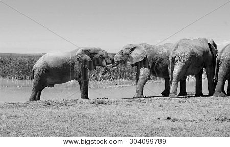 National Parks. Kiss Of Elephants At A Watering Hole. Old Postcard. Retro. Black White Photography. 