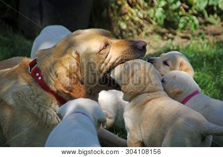 Labrador Retriever Playing With Puppies