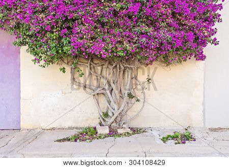 Closeup On A Branch Tree Paperflower Trunk, Whose Branches Cover The Wall Of A Building