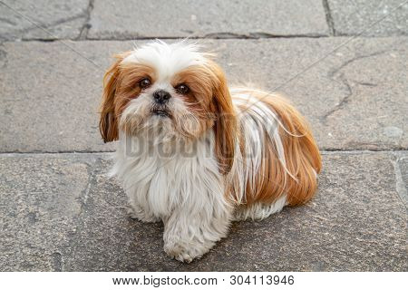 Sitting Shih Tzu Dog With White And Brown Hair