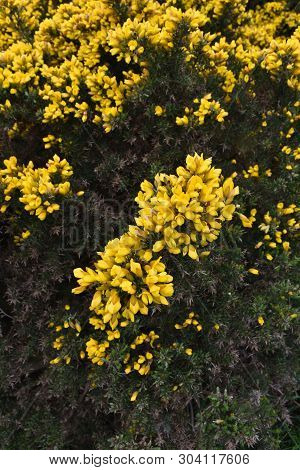 Thorny Evergreen Shrubs With Blooming Yellow Furze Flowers.