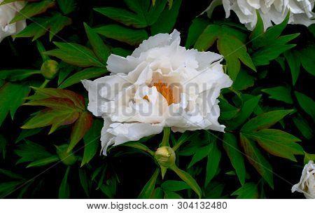 Tree-like Peony, Tree-shaped White Peony In The Garden, Peony Petals Close-up At Sunset, Natural Blu