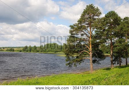 Pine Trees On The Lake Bank In Ferapontovo Village, Russia. Sunny Summer Day, White Clouds In Blue S