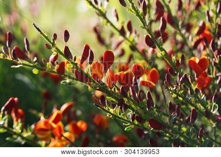 Cytisus Scoparius Spring Blooming Bush With Red/ Yellow Blossom