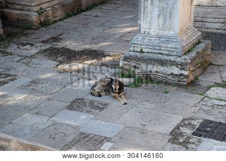 The Dog Is Resting At The Foot Of The Gates Of Adrian. Hadrians Gate, Antalya Landmark. Ancient Cons