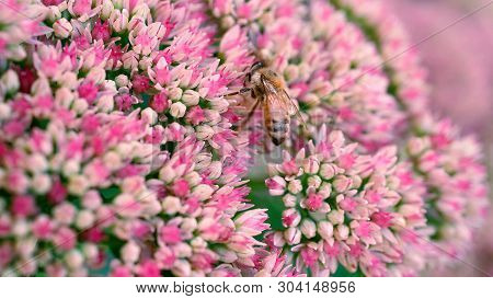 Lagerstroemia Floribunda Flowers Are Blooming In Summer