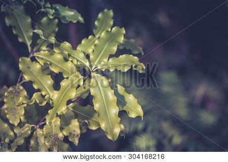 Closeup Image Of Myrsine Australis Leaves, Commonly Known As Red Matipo, Mapou, Mapau, Tipau, And Ma