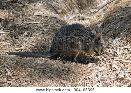 This Is A Side View Of A Small Tammar Wallaby Eating