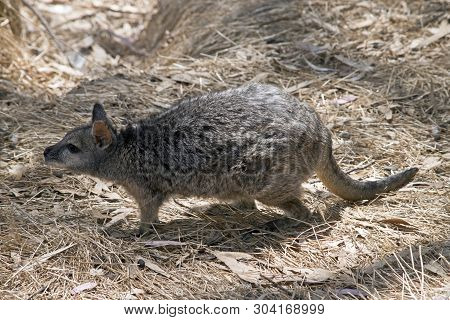 This Is A Side View Of A Small Tammar Wallaby