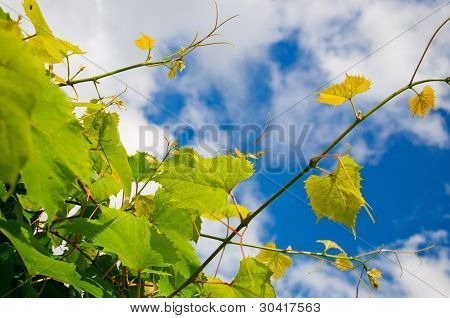 Traube leafs und Himmel