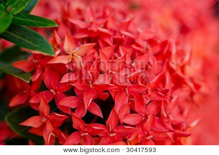 Banda červené Ixora