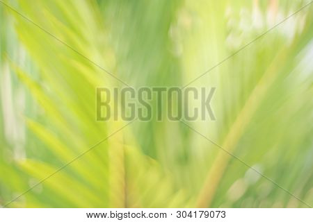 Copy Space Of Blur Palm Leaf On Blue Sky And White Clouds With Bokeh Sun Ligth Abstract Texture Back