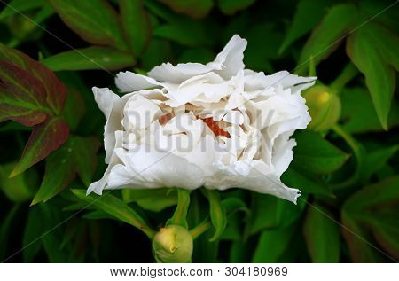Tree-like Peony, Tree-shaped White Peony In The Garden, Peony Petals Close-up At Sunset, Natural Blu