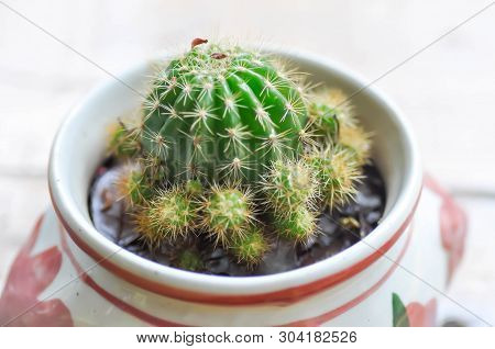 Cactus In The Flower Pot, Echinopsis Calochlora