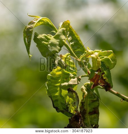 Taphrina Deformans, Peach Fungus Diseases Close Up.