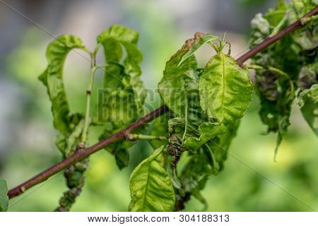 Taphrina Deformans, Peach Fungus Diseases Close Up.