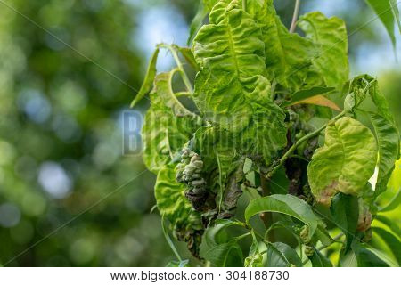 Taphrina Deformans, Peach Fungus Diseases Close Up.