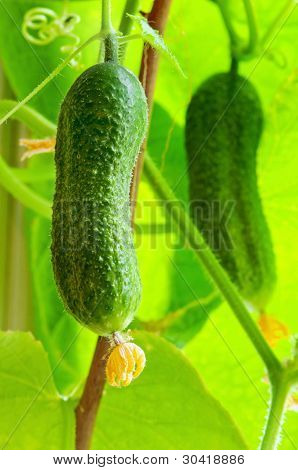 Cetriolo verde