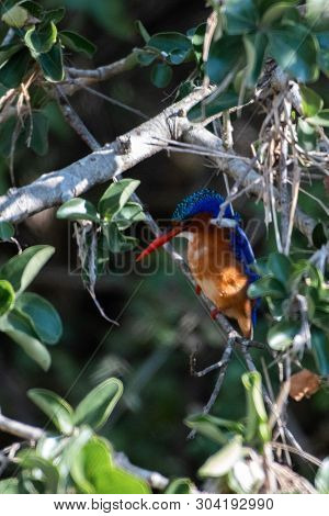 A Malachite Kingfisher Fishing In A River In The Imfolozi Game Reserve, South Africa.