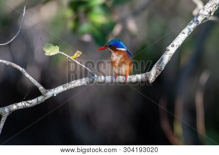 A Malachite Kingfisher Fishing In A River In The Imfolozi Game Reserve, South Africa.