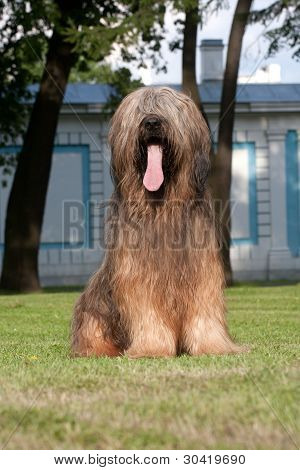 Briard pes