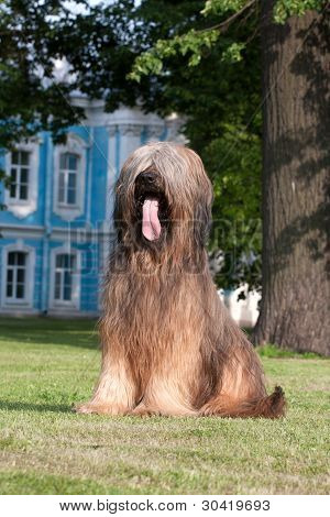 Briard pes