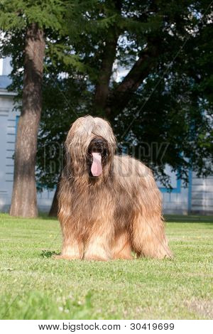 Briard pes