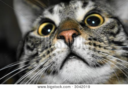 Katten ser op foto