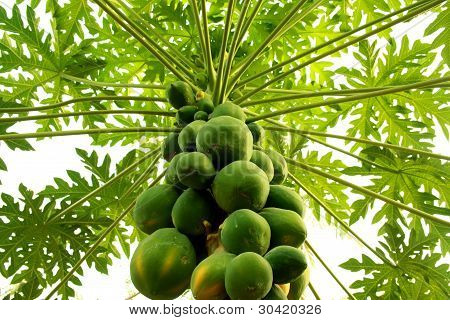 Albero Papay