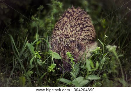 Hedgehog Hiding In The Grass. Erinaceidae Wake Up Early Morning.