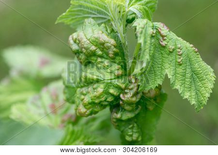 Strongly damaged leaves from aphids