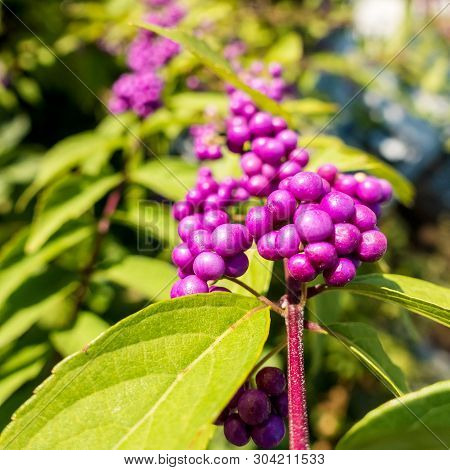 Callicarpa ( Beautyberry Callicarpa Lamiaceae ) Purple Berries , Close Up Outdoor In Autumn