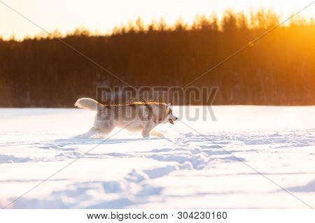 Portrait Of Crazy, Happy And Dorable Beige And White Dog Breed Siberian Husky Running On The Snow In