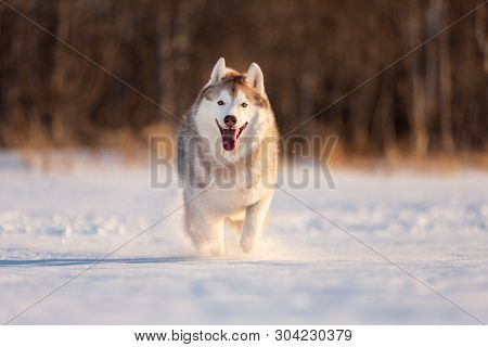 Portrait Of Crazy, Happy And Funny Beige And White Dog Breed Siberian Husky With Tonque Out Jumping 