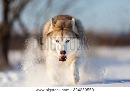 Crazy, Happy And Beautiful Beige And White Dog Breed Siberian Husky With Tonque Out Jumping And Runn