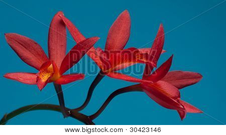 Orquídea roja sobre fondo azul